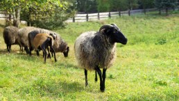 owce zwierzaki Siedlisko na Wygonie